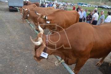 La feria de ganado, atractivo principal de la jornada matutina en Jinámar (Foto Antonio Alí y Francisco Javier Santana)